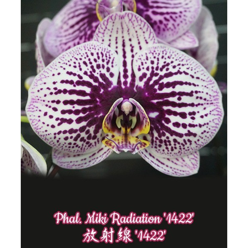 Орхидея Phal. Miki Radiation 1422 - купить, доставка Украина